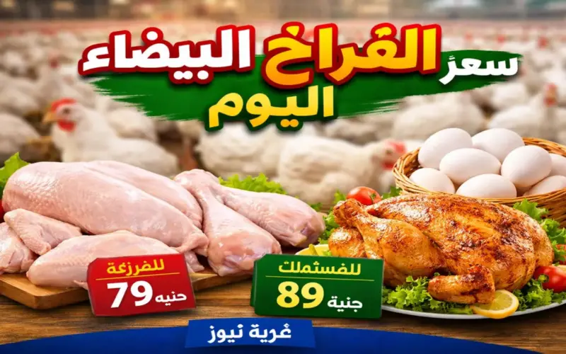 شاهد البلدي والساسو بكام.. سعر الفراخ البيضاء اليوم السبت 11 أبريل 2026 وتوقعات الفترة المقبلة